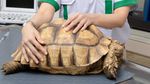Begini Cara Merawat Reptile Peliharaan
