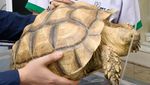 Begini Cara Merawat Reptile Peliharaan