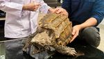 Begini Cara Merawat Reptile Peliharaan