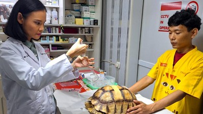 Begini Cara Merawat Reptile Peliharaan