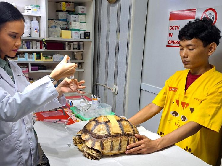 Begini Cara Merawat Reptile Peliharaan