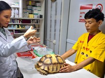 Begini Cara Merawat Reptile Peliharaan