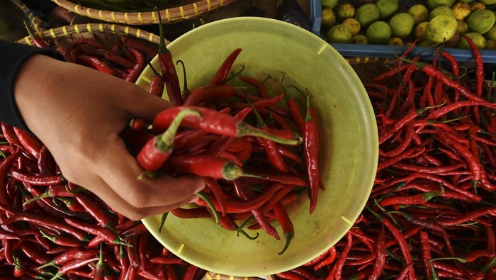 Duh! Harga Cabai Keriting Melambung Tembus Rp 72 Ribu/Kg Pedagang sayur memilih cabai merah di Pasar Induk Rau Kota Serang, Banten, Jumat (31/5/2024). Menurut pedagang sejak dua hari lalu harga cabai merah keriting naik dari Rp65 ribu menjadi Rp72 ribu per kilogram dan harga cabai merah besar naik dari Rp52 ribu menjadi Rp69 ribu per kilogram akibat permintaan naik dan pasokan tidak bertambah. ANTARA FOTO/Asep Fathulrahman/foc.