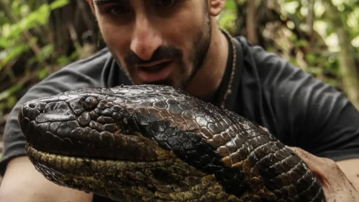 Katta eshakli braziliyalik ayollarning videolari