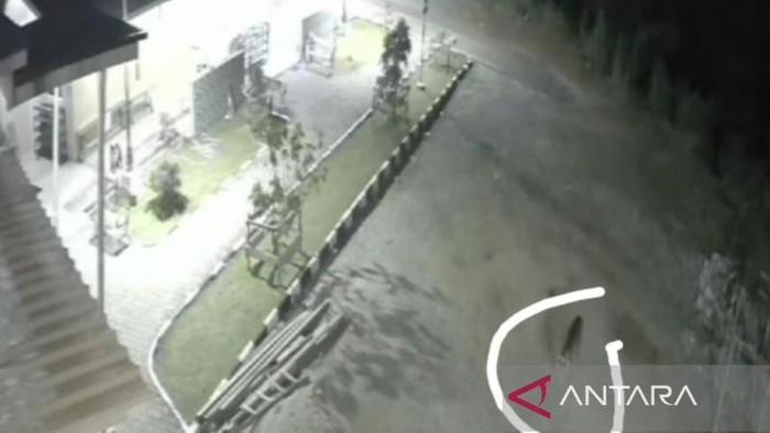 Harimau berkeliaran di halaman masjid di Solok