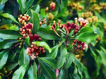 Video: Satgas Temukan Cemaran Cesium-137 di Perkebunan Cengkeh Lampung