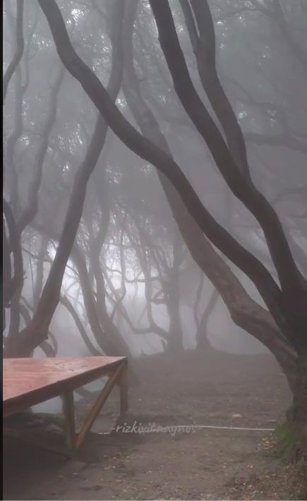 Keren! Warung Makan dengan Panorma Hutan Kabun ala Film Harry Potter