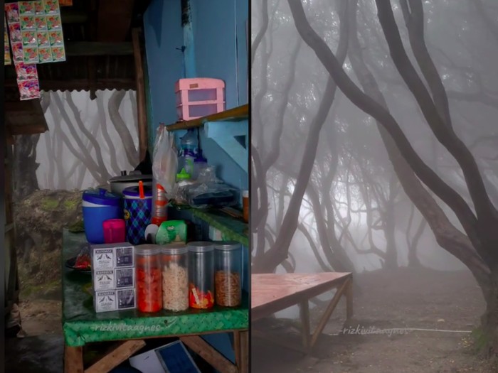 Keren! Warung Makan dengan Panorma Hutan Kabun ala Film Harry Potter