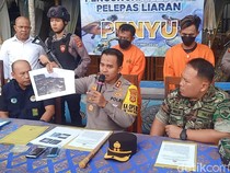 Polisi Gagalkan Penyelundupan 15 Penyu di Jembrana, 2 Pelaku Ditangkap
