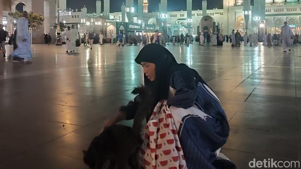 Kucing di halaman Masjid Nabawi, Madinah