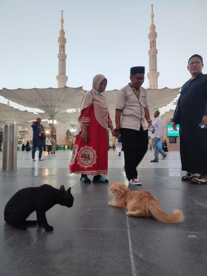 Sepasang kucing di halaman Masjid Nabawi