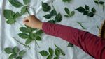 Melihat Produksi Kerajinan Kain Ecoprint di Tegal