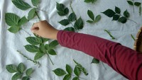 Perajin menyelesaikan cetakan batik berbahan alami (ecoprint) di industri rumahan Desa Slawi Kulon, Kabupaten Tegal, Jawa Tengah, Jumat (31/5/2024).