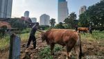 Menjelang Idul Adha, Pedagang Sapi Kurban Bertebaran di Jakarta
