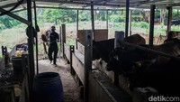 Beragam jenis sapi seperti Brahman, limosin, metal dan Jawa dijajakan.