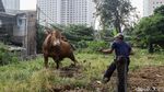 Menjelang Idul Adha, Pedagang Sapi Kurban Bertebaran di Jakarta