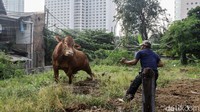 Sapi-sapi tersebut dijual dengan harga Rp 25-40 juta tergantung jenis dan berat bobotnya.