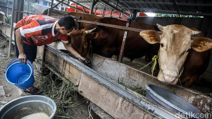 Menjelang Hari Raya Idul Adha, pedagang hewan kurban musiman mulai banyak bermunculan di Jakarta. Seperti terlihat di Karet Tengsin, Tanah Abang.