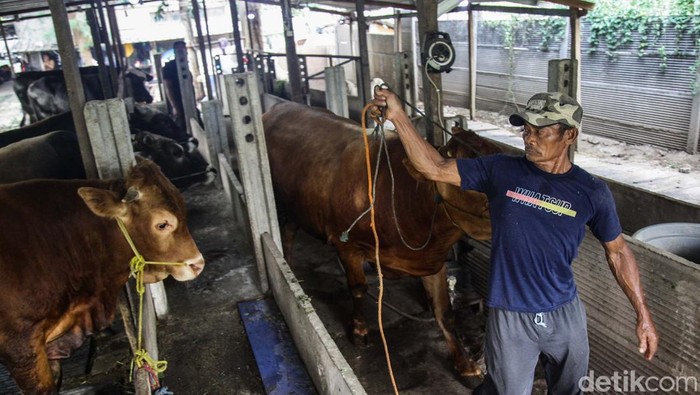 Menjelang Hari Raya Idul Adha, pedagang hewan kurban musiman mulai banyak bermunculan di Jakarta. Seperti terlihat di Karet Tengsin, Tanah Abang.