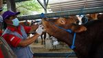 Jelang Idul Adha, Hewan Kurban Dicek Kesehatannya