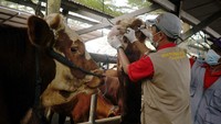 Petugas Dinas Peternakan dan Kesehatan Hewan memeriksa gigi sapi di Pasar Hewan Terpadu (PHT) Tulungagung, Jawa Timur, Rabu (30/5/2024).