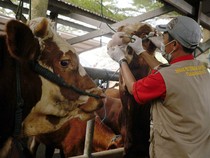 Jelang Idul Adha, Hewan Kurban Dicek Kesehatannya