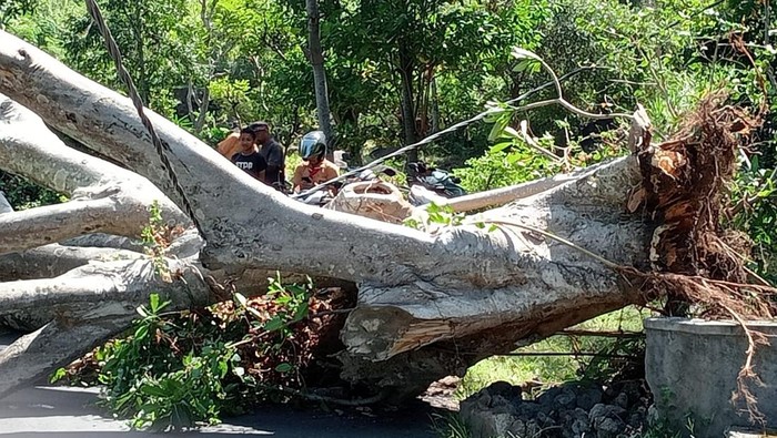 BPBD Karangasem saat melakukan penanganan pohon tumbang di Karangasem, Jumat (31/5/2024). (istimewa)