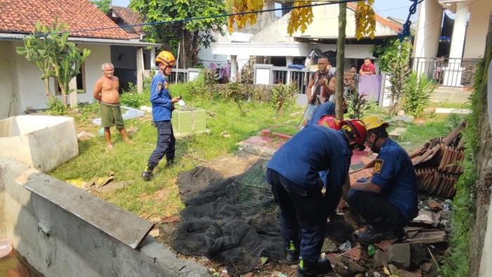 Insiden Monyet Liar yang Mengamuk Gigit Bocah Bikin Resah Bogor, Pemadam Kebakaran Siap Bertindak