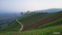 Jalan berliku di Terasering Panyaweuyan.