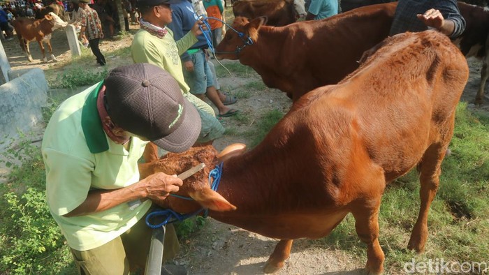 Jasa salon sapi di Pasar Wage, Pati, Sabtu (1/6/2024).