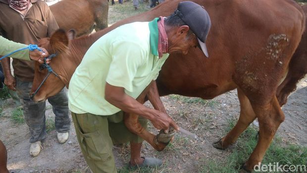 Jasa salon sapi di Pasar Wage, Pati, Sabtu (1/6/2024).