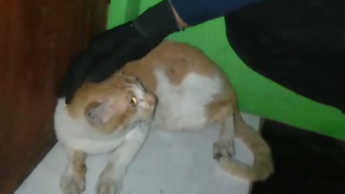 Kucing oranye dievakuasi damkar (dok istimewa)
