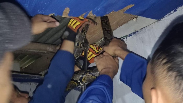 Petugas Damkar mengevakuasi ular sanca dari rumah warga Banguntapan, Bantul, Sabtu (1/6/2024).