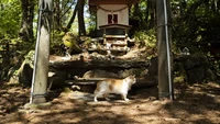 Kritik terhadap rencana tersebut juga mengacu pada potensi kegagalan menjadikan pulau kucing sebagai daya tarik wisata. Perbandingan dengan pulau kucing di Jepang dinilai tidak setara karena perbedaan karakteristik budaya, lingkungan, dan infrastruktur pariwisata yang mendukung. (AP Photo)