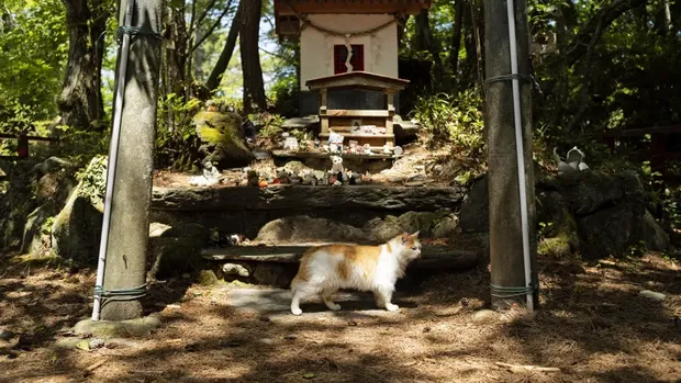 Pulau kucing Tashirojima, Jepang