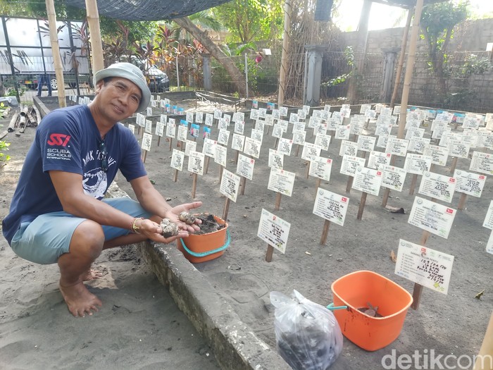 Ratusan sarang buatan di Kurma Asih Sea Turtle Conservation Center Desa Perancak, Kecamatan Jembrana, Jumat (31/5/2024). (I Putu Adi Budiastrawan/detikBali).