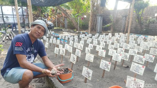 Ratusan sarang buatan di Kurma Asih Sea Turtle Conservation Center Desa Perancak, Kecamatan Jembrana, Jumat (31/5/2024). (I Putu Adi Budiastrawan/detikBali).