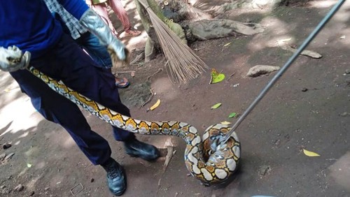 Petugas Damkartan saat melakukan evakuasi ular piton yang memangsa ternak warga.