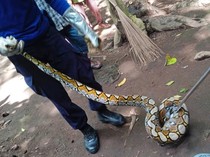 Ular Piton Ditangkap Setelah Makan Ternak Warga di Karangasem