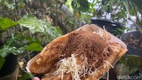 Pisang gorengnya dibanderol harga Rp 30.000 dengan porsi yang besar. Jenis pisang yang digunakan adalah pisang tanduk, karena irisannya panjang dan teksturnya legit. Balutan tepungnya terasa renyah gurih. Foto: detikFood/Yenny Mustika Sari