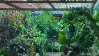 Tak hanya menghadirkan rumah Joglo, tapi Wale juga menghiasnya dengan aneka tanaman. Beberapa pohon masih asli, sedangkan tambahan lainnya berupa tanaman hias. Foto: detikFood/Yenny Mustika Sari