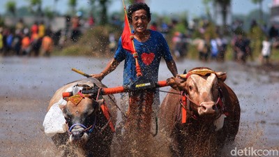 Melihat Keseruan Lomba Karapan Sapi Brujul di Probolinggo