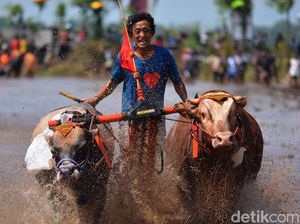 Melihat Keseruan Lomba Karapan Sapi Brujul di Probolinggo