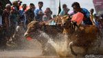 Melihat Keseruan Lomba Karapan Sapi Brujul di Probolinggo