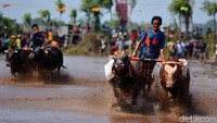 Para peserta memacu sapi untuk saling beradu cepat dalam perlombaan Karapan Sapi Brujul di Probolinggo.