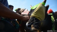 Sebagian mata sapi ditutup kain agar lurus di lintasan perlombaan.