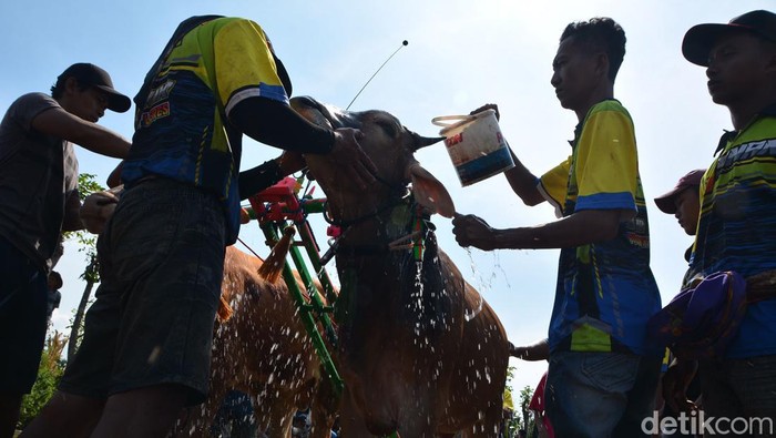 Karapan Sapi Brujul di Probolinggo Karapan Sapi Brujul di Probolinggo