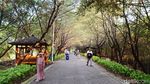 Menikmati  Akhir Pekan di Kebun Raya Mangrove Surabaya
