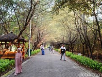 Mangrove Jawa Timur, Penjaga Pesisir dan Penyerap Karbon Alami