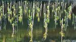 Menikmati  Akhir Pekan di Kebun Raya Mangrove Surabaya